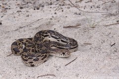 Pituophis melanoleucus melanoleucus