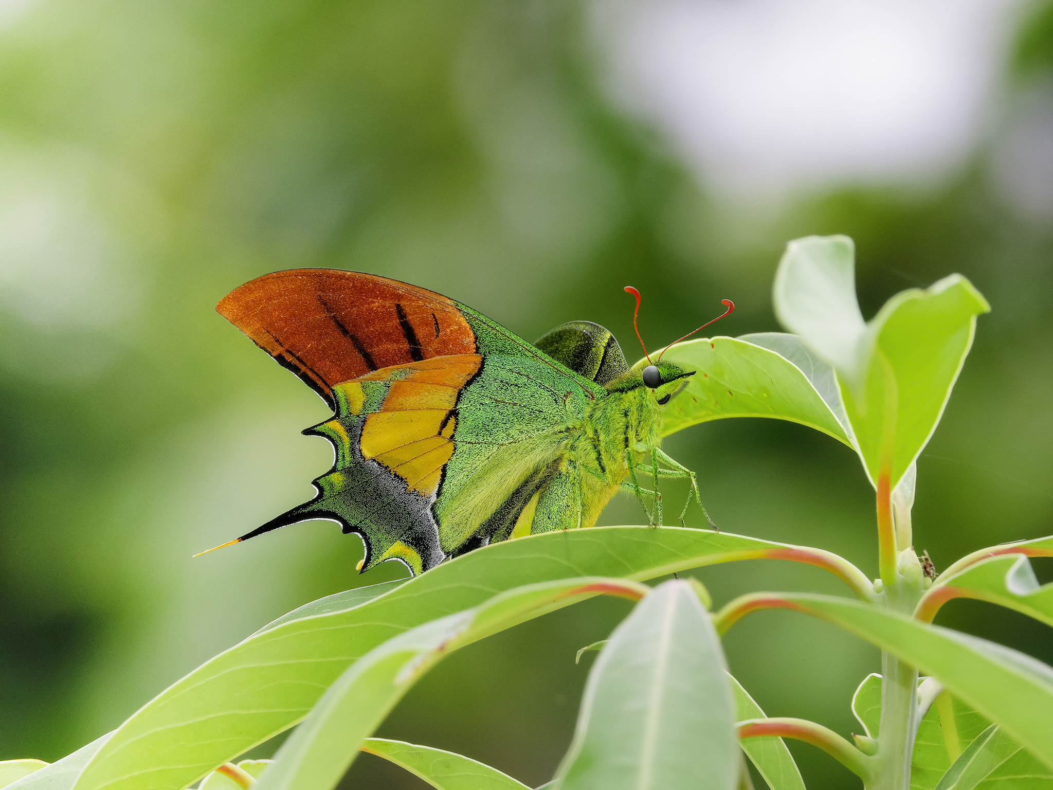 テングアゲハ (Teinopalpus imperialis) · iNaturalist