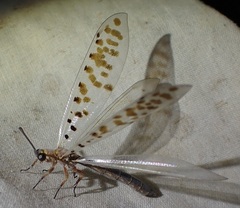 Mjobergia fulviguttata