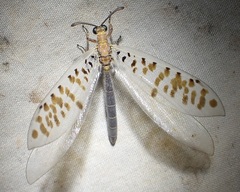 Mjobergia fulviguttata