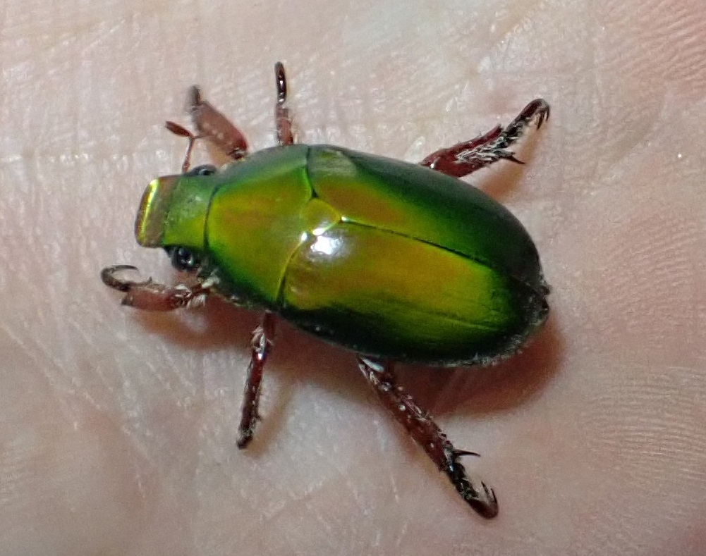 Calloodes rayneri