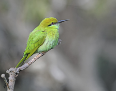 Merops orientalis