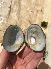 Polymesoda caroliniana