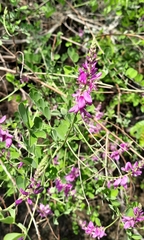 Indigofera cassioides