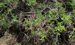 Indigofera cassioides
