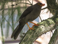 Turdus fuscater