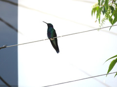 Colibri coruscans