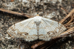 Scopula propinquaria