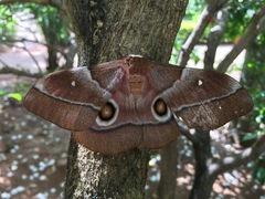 Gonimbrasia belina