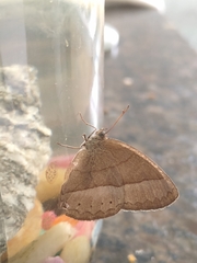 Capronnieria galesus