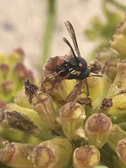 Leptochilus cruentatus