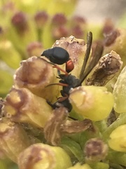 Leptochilus cruentatus