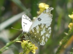 Euchloe ausonia