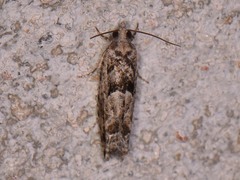 Pseudexentera hodsoni