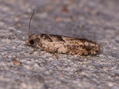 Pseudexentera hodsoni