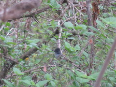 Myiarchus phaeocephalus