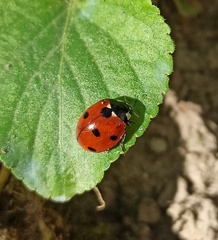 Coccinella septempunctata