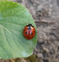 Coccinella septempunctata