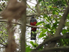 Trogon mesurus