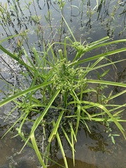 Cyperus pseudovegetus
