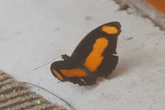 Catonephele salambria