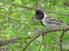 Thamnophilus bernardi