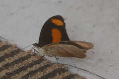 Catonephele salambria