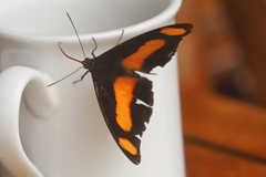 Catonephele salambria