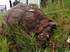 Stigmochelys pardalis
