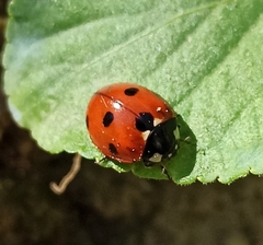 Coccinella septempunctata