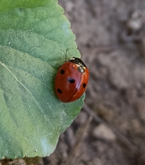 Coccinella septempunctata