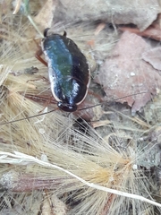 Loboptera decipiens