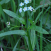 Water Forget-Me-Not - Photo (c) Kari Pihlaviita, some rights reserved (CC BY-NC)