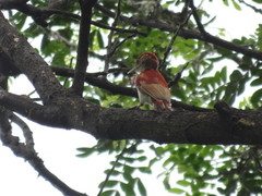 Dryobates callonotus