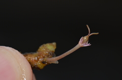 Marathrum foeniculaceum