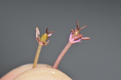 Marathrum foeniculaceum
