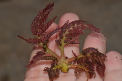Marathrum foeniculaceum