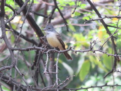 Myiarchus phaeocephalus