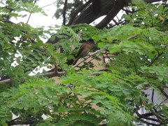 Pachyramphus homochrous