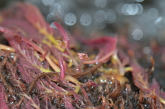 Marathrum foeniculaceum