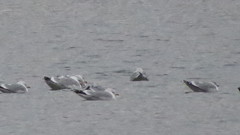 Larus argentatus