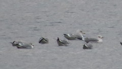 Larus argentatus