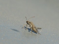 Heegeria tangirica