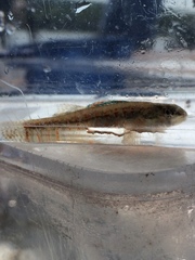Etheostoma exile