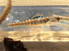 Etheostoma exile