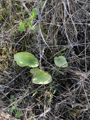 Arisarum simorrhinum
