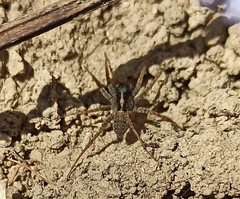 Pardosa