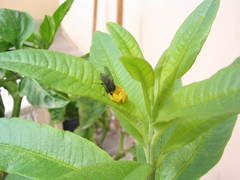 Thomisidae