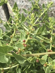 Patellifolia procumbens image