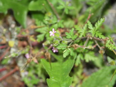Geranium purpureum